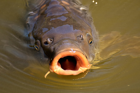 black animal on body of water thumbnail