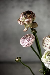 pink petaled flower thumbnail