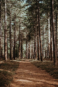 dirtroad between tree at daytime thumbnail