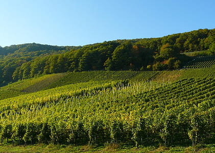green plantation field near trees thumbnail