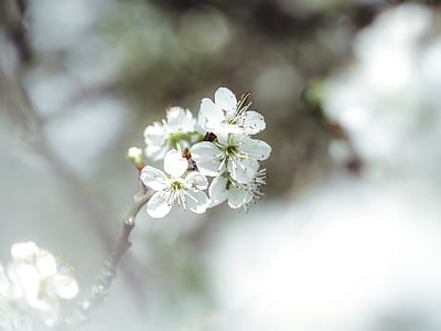 selective focus photography of white petaled flower thumbnail
