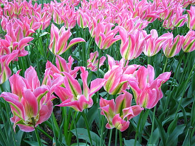 close-up photo of pink tulips in bloom thumbnail