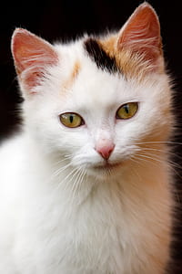short-fur white, black, and orange cat thumbnail