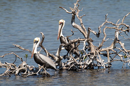 two gray pelicans perching on tree branches thumbnail