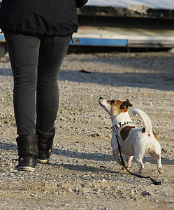 Single Workout, Dog Training thumbnail