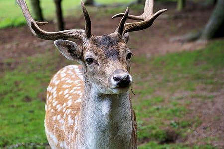 shallow focus photography of deer thumbnail