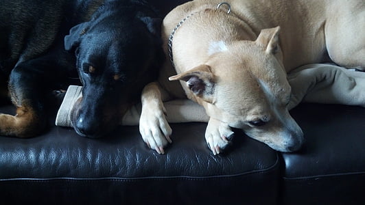 two black and brown American pit bull terriers thumbnail