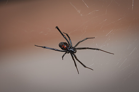 black widow spider thumbnail