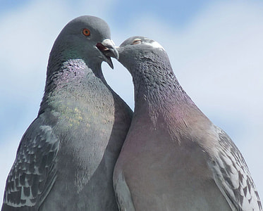 two Pigeon kissing thumbnail