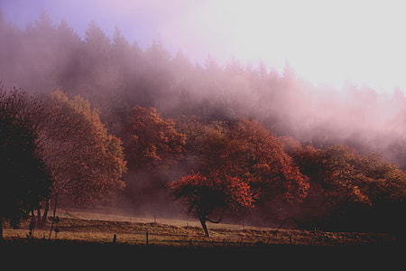 photography of red leaf trees with white smoke thumbnail