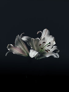 white and green orchid thumbnail