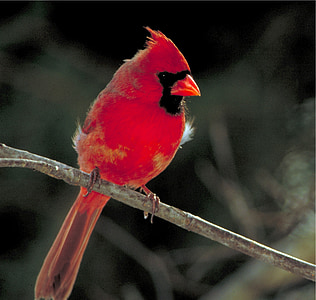 red cardinal bird on tree branch thumbnail