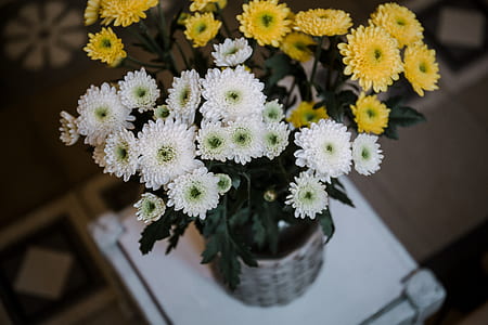 close up photography of white and yellow chrysanthemums on table thumbnail