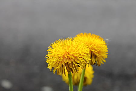selected focus photography of yellow flowers thumbnail