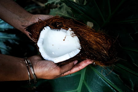 person holding coconut closeup photo thumbnail