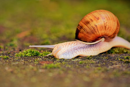 selective focus photography of snail on ground thumbnail