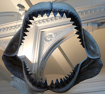 Megalodon Jaws thumbnail