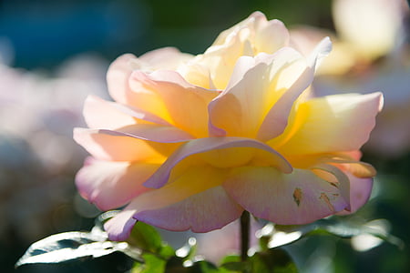 selective focus photography of pink and yellow rose flower thumbnail