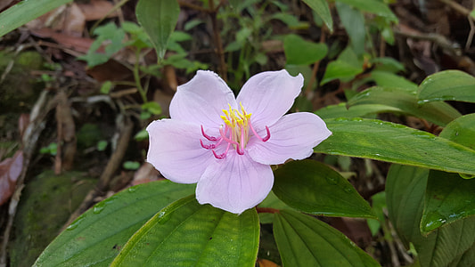 Pink Flower, Taiwan Native Flowers thumbnail