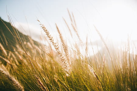photo of brown and green grass thumbnail