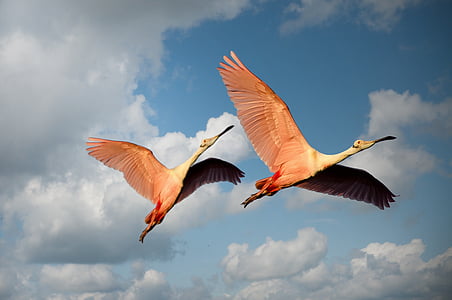 two pink birds flying under blue cloudy sky thumbnail