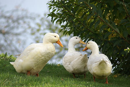 three white ducks beside green leafed plant thumbnail