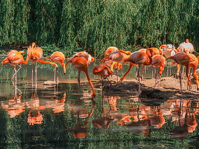 flock of flamingos thumbnail