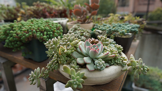 Succulent Plants, Green Plants thumbnail