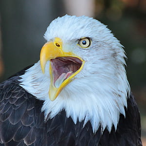 American bald eagle thumbnail