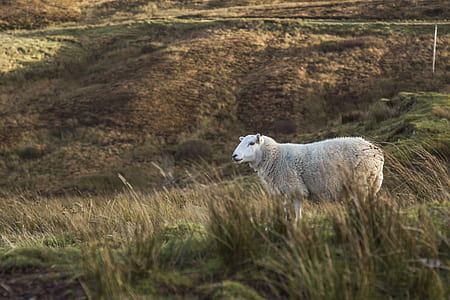 White Sheep thumbnail