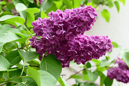 purple flowers thumbnail