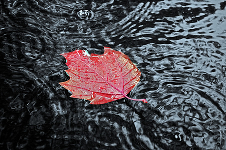 red leaf on body of water thumbnail