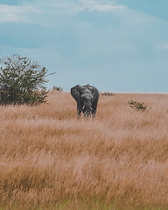 elephant near green leafed plant thumbnail