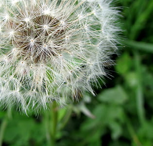 close-up photo of dandelion thumbnail