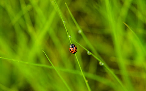 selective focus photography of ladybug on green linear leaf thumbnail