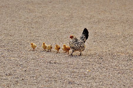 white and black hen with her chicks in brown sand thumbnail