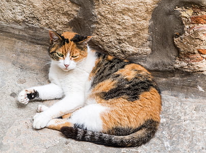 calico cat lying on floor thumbnail