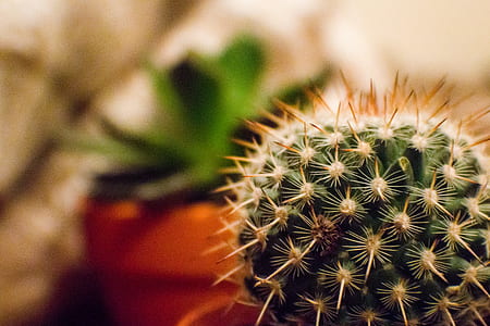 Orange and Green Cactus Plant in a Selective Focus Photography during Daytime thumbnail