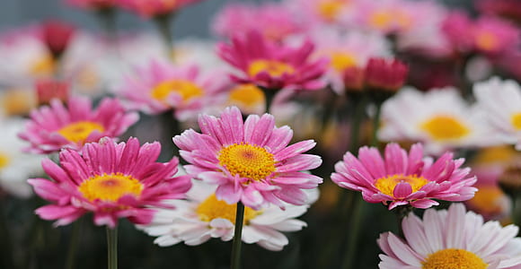 pink and white daisies in bloom at daytime thumbnail
