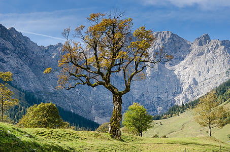 yellow leaf tree on green grass field near mountains thumbnail