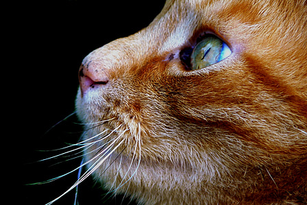 yellow tabby cat face thumbnail