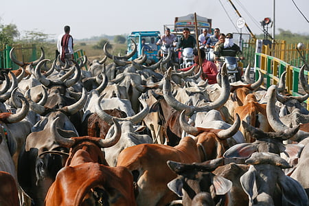 group of cows thumbnail