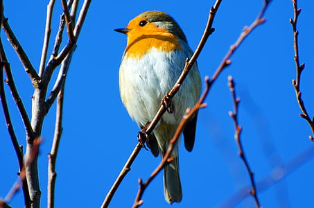 brown and white bird perching on plant branch thumbnail