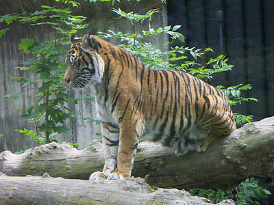 brown and black tiger standing on tree thumbnail