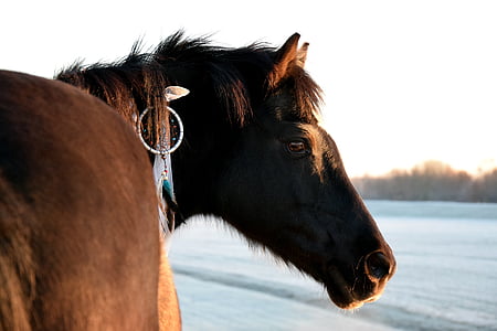 selective focus photography of brown horse thumbnail