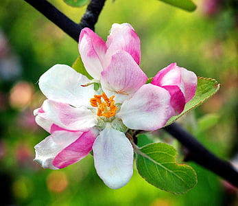 pink and white petaled flower in selective cooler photography thumbnail