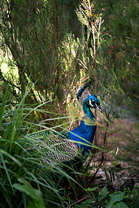 blue peafowl on grass thumbnail