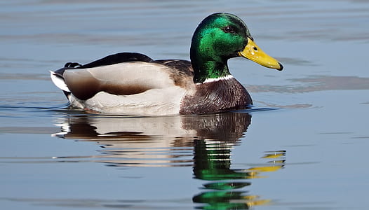 mallard duck on water during daytime thumbnail