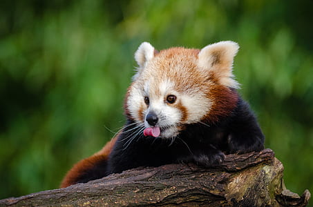 red panda on brown driftwood thumbnail