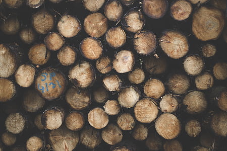 Shallow Focus Photography of Brown Tree Logs thumbnail
